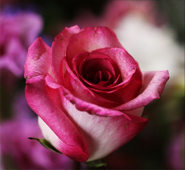 pink-rose-14798_960_720 (1)